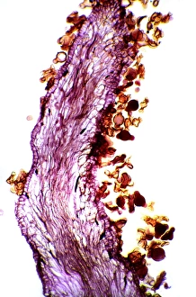 Plant Reproduction Biology Imprime: Pollination, light micrograph