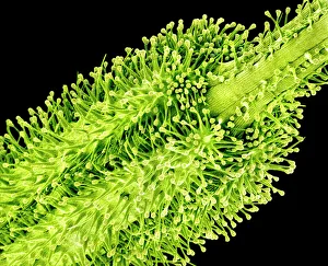 Coloured Scanning Electron Micrograph Imprime: Pollination, SEM