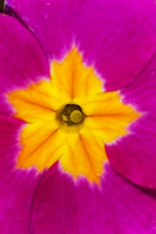 Flower Macro Photography Imprime: Polyanthus