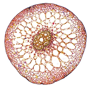 Light Microscope Images Imprime: Pondweed stem, light micrograph
