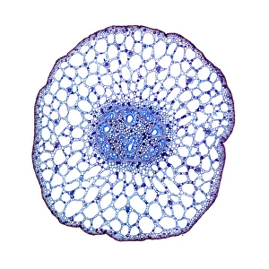 Impresiones de Hojas de planta de pimienta dulce en microscopio óptico aéreo. Sección transversal del tallo de una planta de pimienta dulce (Potamogeton sp.) Imágenes fechadas en septiembre de 2010: Hojas de cabuya en el microscopio con luz baja intensidad