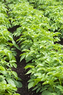 Vegetable Patch Imprime: Potato plants in a vegetable patch