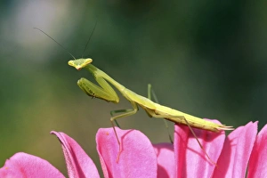 Praying Mantis Images Imprime: Praying mantis