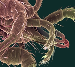 Scanning Electron Micrograph SEM Imprime: Predatory mite, SEM