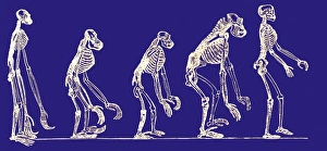 Impresiones de La evolución de los monos primates: Arte histórico con varias skeletons de monos mostrando sus similitudes y diferencias evolutivas Imágenes de mayo de 2006: Evolución de los primates