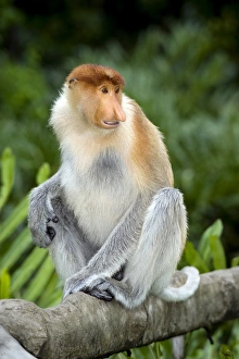 Borneo Wildlife Imprime: Proboscis monkey