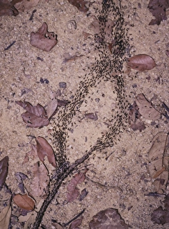 Malaysian Wildlife Photos Imprime: Processional termites
