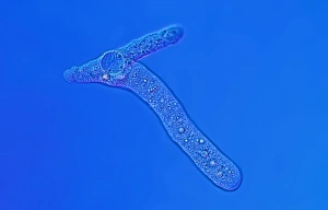 Light Micrograph Imprime: Proteus amoeba, light micrograph