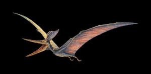 Late Cretaceous Period Imprime: Pteranodon pterosaur