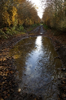 Fagus Sylvatica Photos Imprime: Puddle on a path