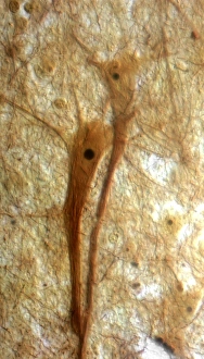 Neuron Structure Imprime: Pyramidal neurons, light micrograph