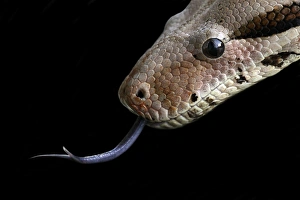 Imágenes fechadas el 23 de agosto de 2007: Python
