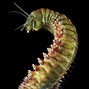 Annelid Worms Imprime: Ragworm C015 / 9357