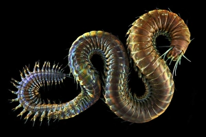 Annelid Worms Imprime: Ragworm C015 / 9366
