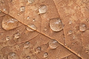 Raindrops On Leaves Imprime: Raindrops on a leaf