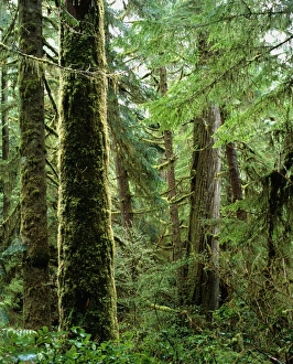Tropical Forest Imprime: Rainforest