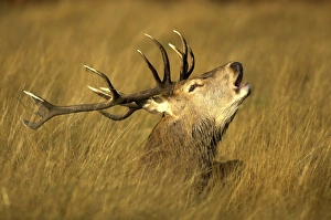 Autumn Forest Animals Imprime: Red Deer