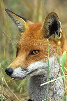 Vulpes Vulpes Imprime: Red fox