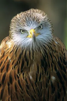 Bird Of Prey Imprime: Red kite
