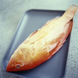 Impresiones de Pescado lenguado en una bandeja para hornear Imágenes de agosto de 2004: Pez ladrillo rojo