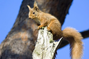 Pinus Sylvestris Imprime: Red Squirrel