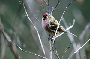 January Bird Sightings Imprime: Redpoll