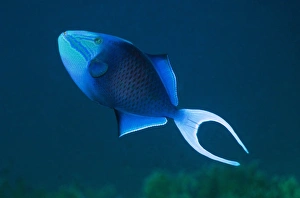 Andaman Sea Fish Imprime: Redtooth triggerfish