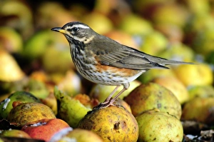 UK Wildlife Imprime: Redwing