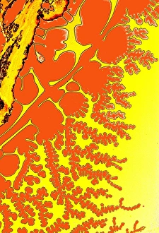 Light Micrograph Images Imprime: Resin patterns, light micrograph