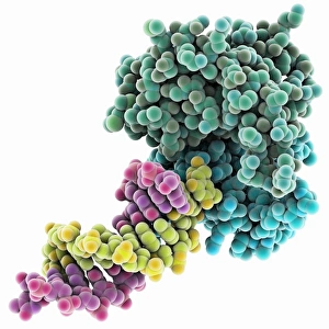 Deoxyribonucleic Acid Models Imprime: Resolvase complexed with DNA