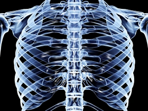 Rib Cage Structure Imprime: Ribcage, computer artwork