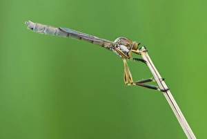 Insect Photography Poland Imprime: Robber fly