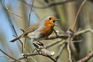 Erithacus Rubecula Imprime: Robin singing in a tree