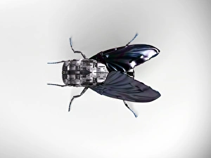 Impresiones de Robo vuela, arte de computadora Imágenes fechadas en septiembre de 2006: Robo vuela