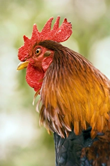 Bird Species Imprime: Rooster