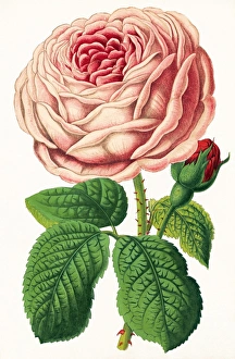 Floral Photography Imprime: Rose