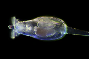 Aquatic Animal Images Imprime: Rotifer, light micrograph