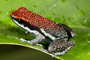 Yasuni National Park Animals Imprime: Ruby poison frog C016 / 7771