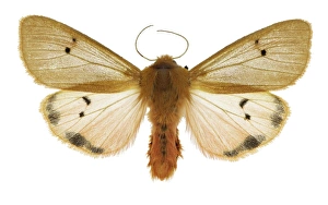 Spanish Insects Imprime: Ruby tiger moth C016 / 2233