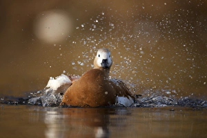 Autumn Wildlife UK Imprime: Ruddy shellduck bathing