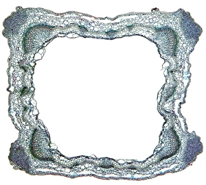 Vascular Bundle Structure Imprime: Sage stem, light micrograph