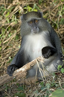 Tropical Forest Primates Imprime: Samango monkey
