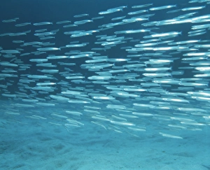 Atlantic Ocean Animals Imprime: Sand eels