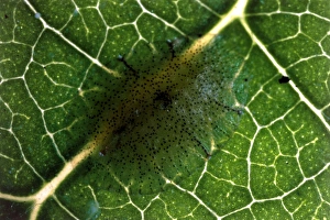 Leaf Dwelling Insects Imprime: Scale insect eggs