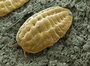 Scanning Electron Micrograph SEM Images Imprime: Scale insect, SEM