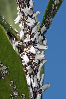 Impresiones de Los insectos de escala (família superfamilia Coccoidea) en un planta. Este plaguero se alimenta del jugo de la planta Imágenes fechadas el 24 de septiembre de 2012: Pulgones de escala C014/2575