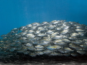 School Of Fish Imprime: School of fish