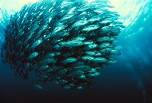 Blue Ocean Wildlife Photography Imprime: Schooling jackfish