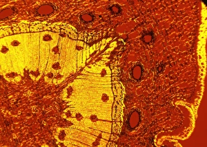 Polarised Light Micrograph Imprime: Scots pine tree stem, light micrograph