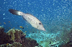 Tropical Ocean Life Imprime: Scribbled filefish